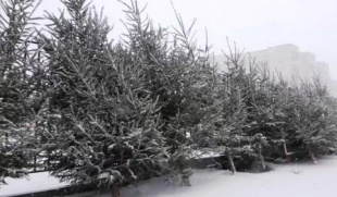 В Пинске начали работу ёлочные базары