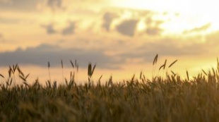 Дожди и жара ожидаются в Беларуси 2 августа